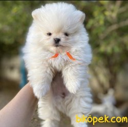 Boo Pomeranian Ayı Surat Yavrular 4