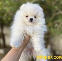 Boo Pomeranian Ayı Surat Yavrular 2