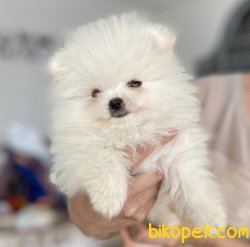 Boo Pomeranian Ayı Surat Yavrular 1