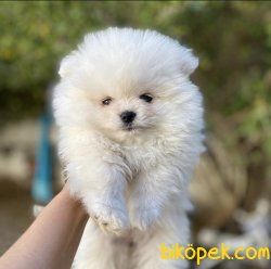 Boo Pomeranian Ayı Surat Yavrular 3