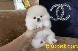 Boo Pomeranian Ayı Surat Yavrular 2