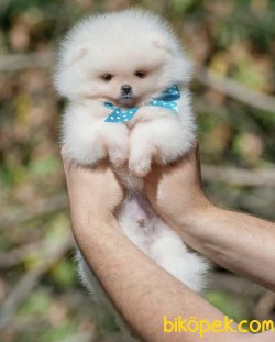 Boo Pomeranian Ayı Surat Yavrular 3