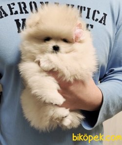 Boo Pomeranian Ayı Surat Yavrular 3