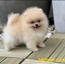 Boo Pomeranian Ayı Surat Yavrular 1