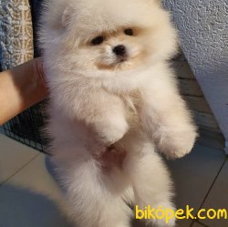 Boo Pomeranian Ayı Surat Yavrular 2