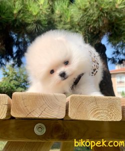 Boo Pomeranian Ayı Surat Yavrular 2