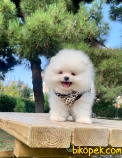 Boo Pomeranian Ayı Surat Yavrular 1