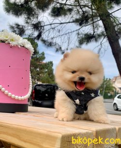 Teddy Face Yavrular Pomeranian 1