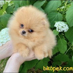 Boo Pomeranian Ayı Surat Yavrular 3