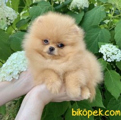 Boo Pomeranian Ayı Surat Yavrular 2