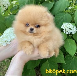 Boo Pomeranian Ayı Surat Yavrular 1