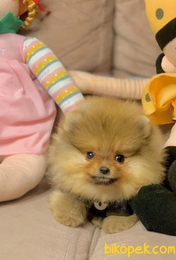 Boo Pomeranian Ayı Surat Yavrular 3