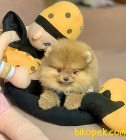 Boo Pomeranian Ayı Surat Yavrular 4