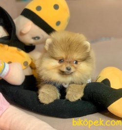 Boo Pomeranian Ayı Surat Yavrular 2
