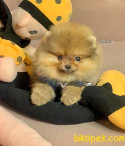 Boo Pomeranian Ayı Surat Yavrular 1
