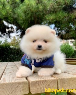 Boo Pomeranian Ayı Surat Yavrular 1