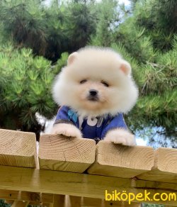 Boo Pomeranian Ayı Surat Yavrular 3