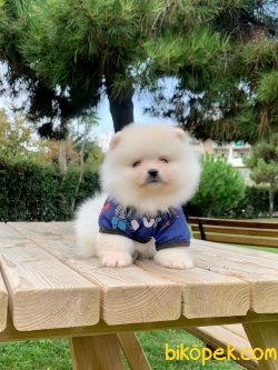 Boo Pomeranian Ayı Surat Yavrular 2