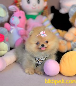 Boo Pomeranian Ayı Surat Yavrular 3