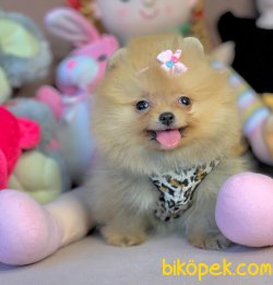Boo Pomeranian Ayı Surat Yavrular 1