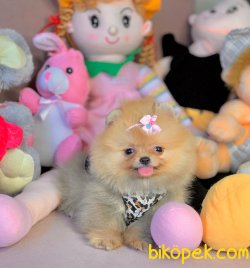 Boo Pomeranian Ayı Surat Yavrular 4