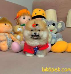 Boo Pomeranian Ayı Surat Yavrular 1