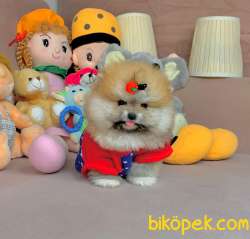 Boo Pomeranian Ayı Surat Yavrular 2
