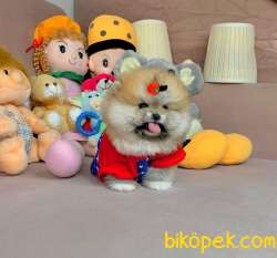 Boo Pomeranian Ayı Surat Yavrular 3