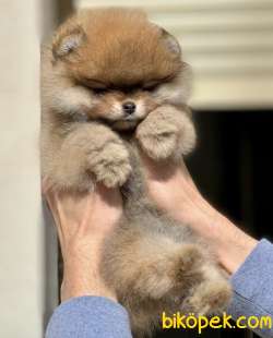 Boo Pomeranian Ayı Surat Yavrular 2