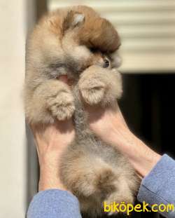 Boo Pomeranian Ayı Surat Yavrular 3