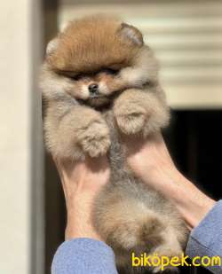 Boo Pomeranian Ayı Surat Yavrular 1