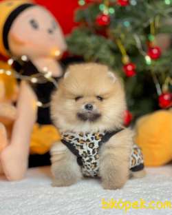 Boo Pomeranian Ayı Surat Yavrular 3