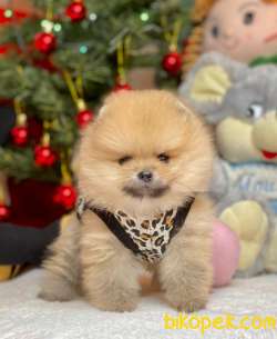 Boo Pomeranian Ayı Surat Yavrular 4