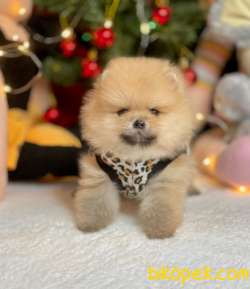 Boo Pomeranian Ayı Surat Yavrular 2