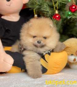 Boo Pomeranian Ayı Surat Yavrular 1