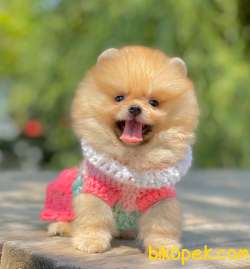 Boo Pomeranian Ayı Surat Yavrular 3