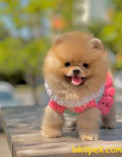 Boo Pomeranian Ayı Surat Yavrular 4