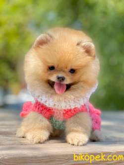 Boo Pomeranian Ayı Surat Yavrular 1