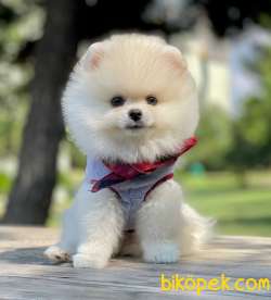 Boo Pomeranian Ayı Surat Yavrular 2