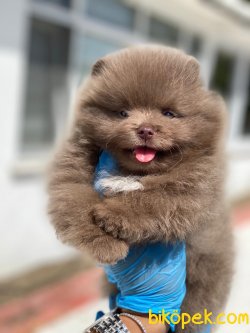 Boo Pomeranian Bebeklerimiz Secereli 1