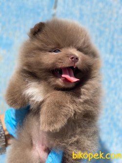 Boo Pomeranian Bebeklerimiz Secereli 3