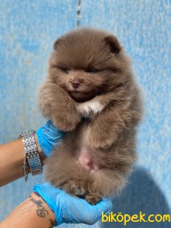 Boo Pomeranian Bebeklerimiz Secereli 4
