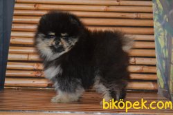 Boo Pomeranian Black And Tan 1