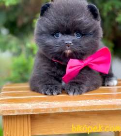 Boo Pomeranian Black Dişi Yavrumuz 3