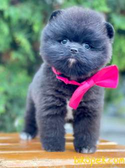 Boo Pomeranian Black Dişi Yavrumuz 2