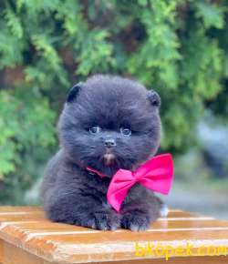 Boo Pomeranian Black Dişi Yavrumuz 4