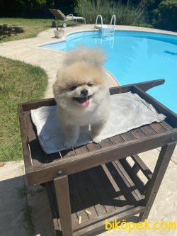 Boo Pomeranian Boo Teddy Bear Ayıcık 2