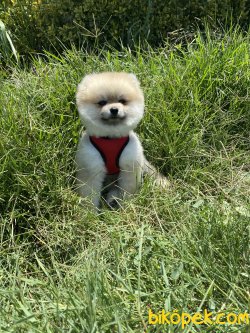 Boo Pomeranian Chris Ayıcık Surat Orjinal 5