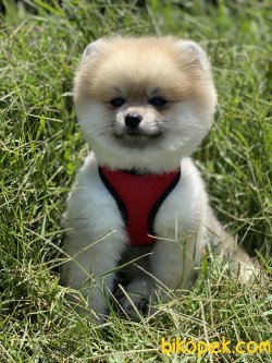Boo Pomeranian Chris Ayıcık Surat Orjinal 2