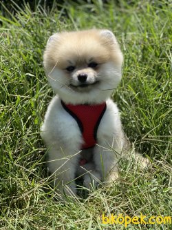 Boo Pomeranian Chris Ayıcık Surat Orjinal 3